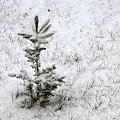 Pierwszy tej Zimy śnieg , szkoda że po 3 dniach nie było po nim już śladu i roztopił się tuż przed świętami ...