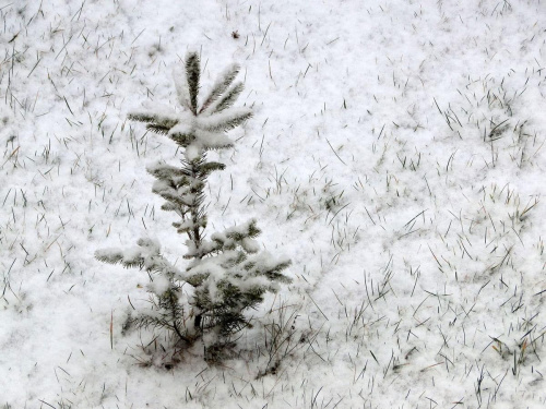 Pierwszy tej Zimy śnieg , szkoda że po 3 dniach nie było po nim już śladu i roztopił się tuż przed świętami ...