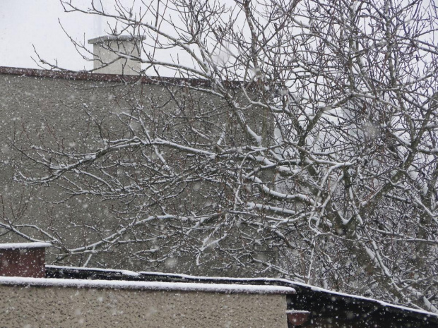 Pierwszy tej Zimy śnieg , szkoda że po 3 dniach nie było po nim już śladu i roztopił się tuż przed świętami ...