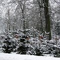 Pierwszy tej Zimy śnieg , szkoda że po 3 dniach nie było po nim już śladu i roztopił się tuż przed świętami ...