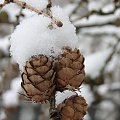 Pierwszy tej Zimy śnieg , szkoda że po 3 dniach nie było po nim już śladu i roztopił się tuż przed świętami ...