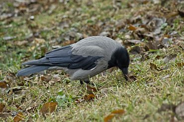 szukam, szperam #Warszawa #ParkSkaryszewski