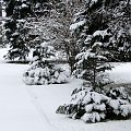 Pierwszy tej Zimy śnieg , szkoda że po 3 dniach nie było po nim już śladu i roztopił się tuż przed świętami ...