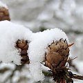 Pierwszy tej Zimy śnieg , szkoda że po 3 dniach nie było po nim już śladu i roztopił się tuż przed świętami ...