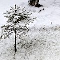 Pierwszy tej Zimy śnieg , szkoda że po 3 dniach nie było po nim już śladu i roztopił się tuż przed świętami ...