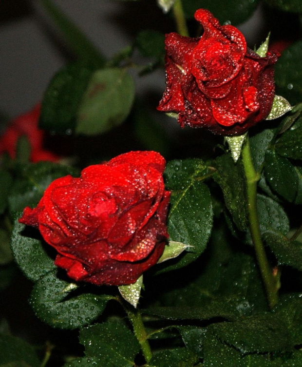 ... #kropelki #kwiaty #NowyRok #róże #życzenia