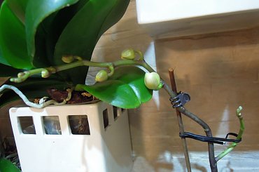 pąki storczyków #storczyk