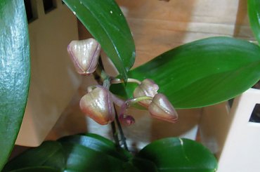 pąki storczyków #storczyk