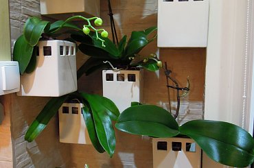 pąki storczyków #storczyk