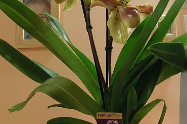 Paphiopedilum #Paphiopedilum #storczyk