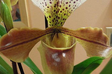 Paphiopedilum #Paphiopedilum #storczyk