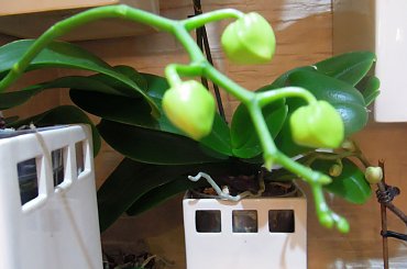 pąki storczyków #storczyk