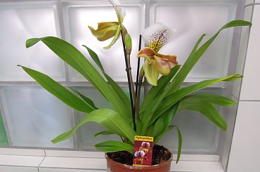 Paphiopedilum #Paphiopedilum #storczyk