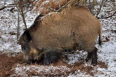 wiepkopolska przyroda #bobry #dzik #wielkopolska #zima