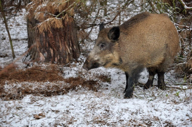 wiepkopolska przyroda #bobry #dzik #wielkopolska #zima