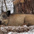 wiepkopolska przyroda #bobry #dzik #wielkopolska #zima