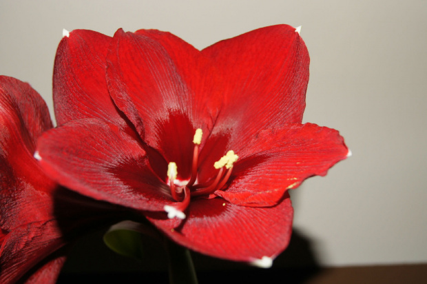 hippeastrum #amarylis #hippeastrum #zwartnica