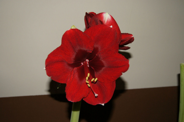 hippeastrum #amarylis #hippeastrum #zwartnica