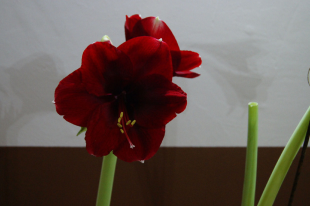 hippeastrum #amarylis #hippeastrum #zwartnica