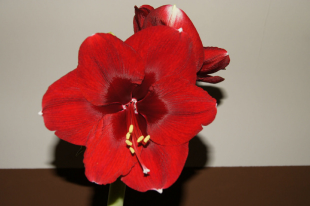 hippeastrum #amarylis #hippeastrum #zwartnica