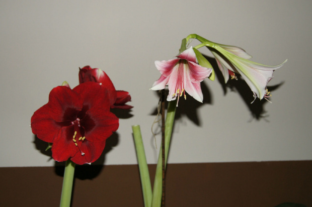 hippeastrum #amarylis #hippeastrum #zwartnica