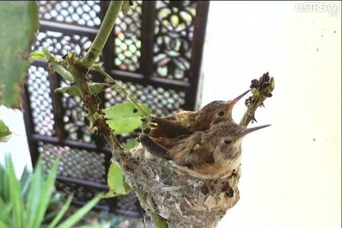 Koliberki już dorosły i wyfrunęły z gniazdka. Zdjęcie z 1.01.
http://phoebeallens.com/