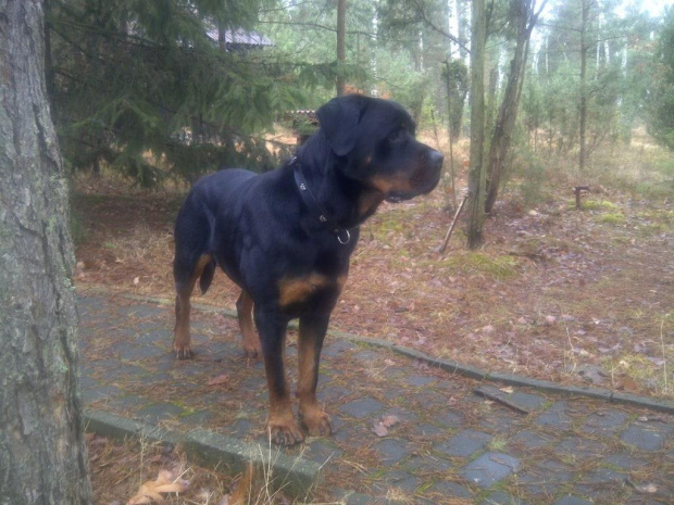 #rottka #rottweiler #Szakal