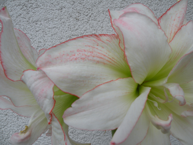 'Aphrodite'