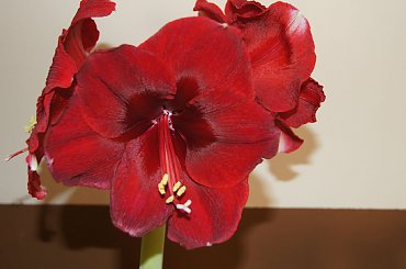 #amarylis #hippeastrum #zwartnica