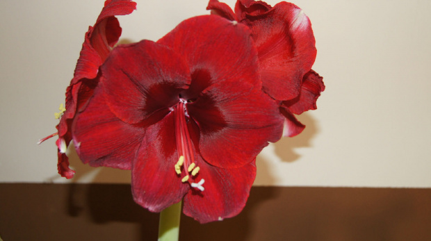 #amarylis #hippeastrum #zwartnica