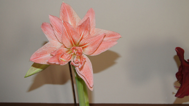 #amarylis #hippeastrum #zwartnica