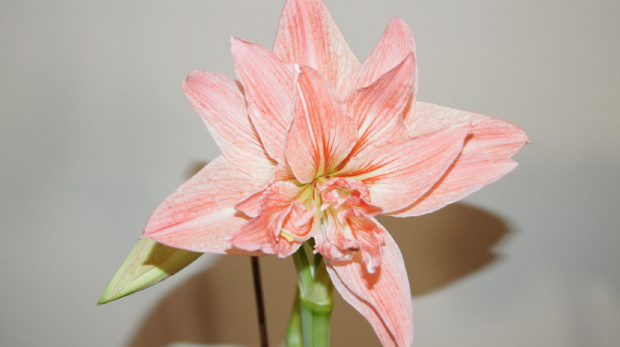 #amarylis #hippeastrum #zwartnica