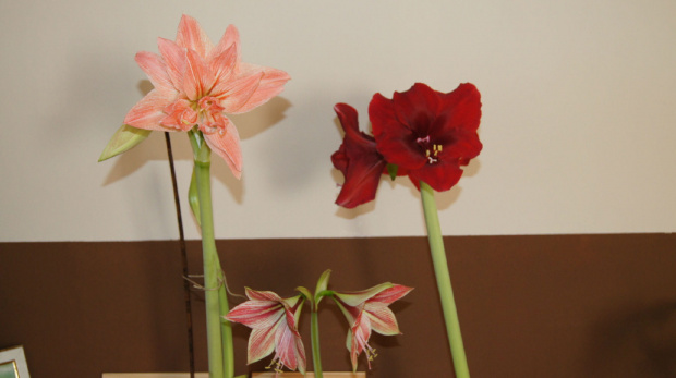 #amarylis #hippeastrum #zwartnica