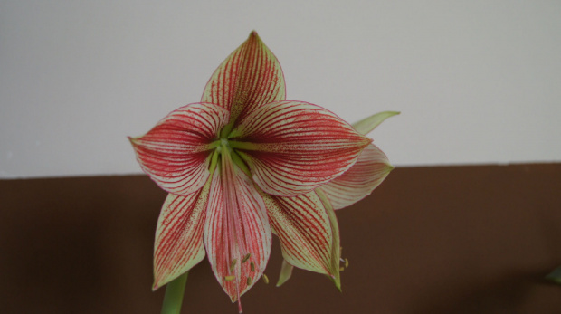 #amarylis #hippeastrum #zwartnica