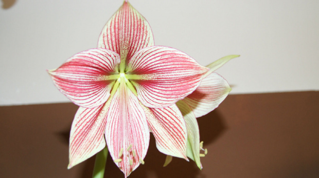 #amarylis #hippeastrum #zwartnica