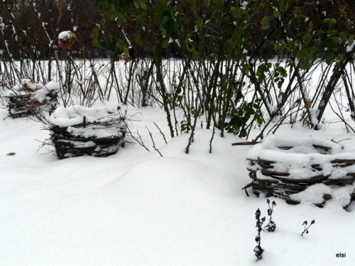 zima w ogrodzie #ogród