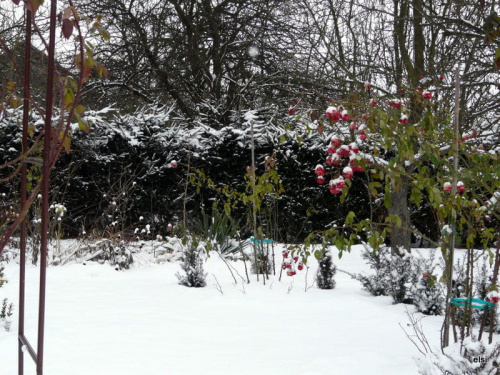zima w ogrodzie #ogród