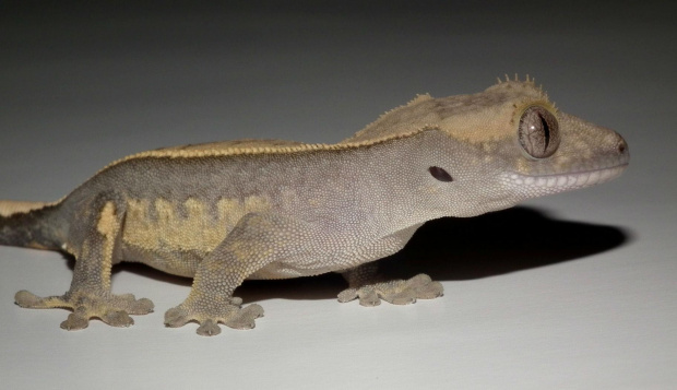 #CrestedGecko #GekonOrzęsiony #hatchling #RhacodactylusCiliatus