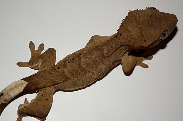 #CrestedGecko #GekonOrzęsiony #hatchling #RhacodactylusCiliatus