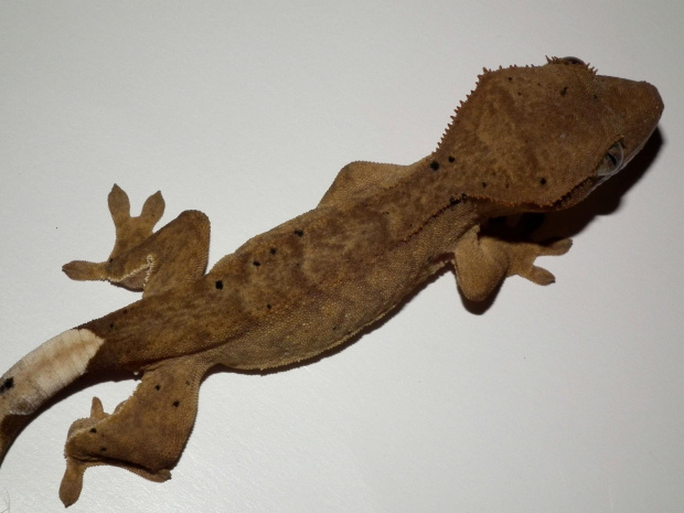 #CrestedGecko #GekonOrzęsiony #hatchling #RhacodactylusCiliatus