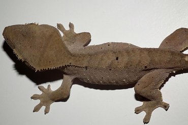 #CrestedGecko #GekonOrzęsiony #hatchling #RhacodactylusCiliatus