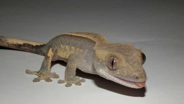 #CrestedGecko #GekonOrzęsiony #hatchling #RhacodactylusCiliatus