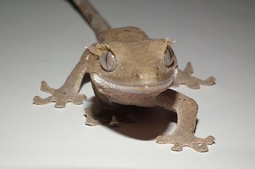 #CrestedGecko #GekonOrzęsiony #hatchling #RhacodactylusCiliatus