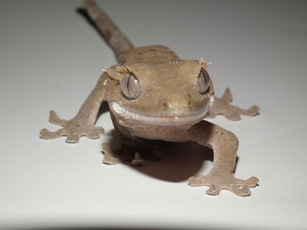 #CrestedGecko #GekonOrzęsiony #hatchling #RhacodactylusCiliatus