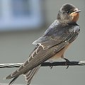 Jaskółka dymówka - Hirundo rustica . Data : 18.08.2011. Miejscowość : Piaski Wielkopolskie