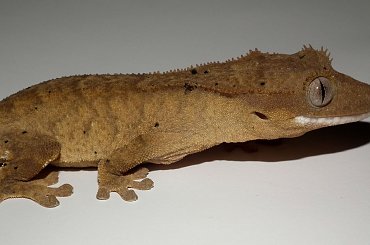 #CrestedGecko #GekonOrzęsiony #hatchling #RhacodactylusCiliatus