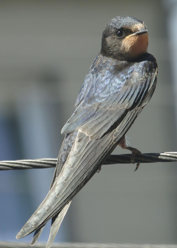 Jaskółka dymówka - Hirundo rustica . Data : 18.08.2011. Miejscowość : Piaski Wielkopolskie