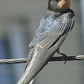 Jaskółka dymówka - Hirundo rustica . Data : 18.08.2011. Miejscowość : Piaski Wielkopolskie