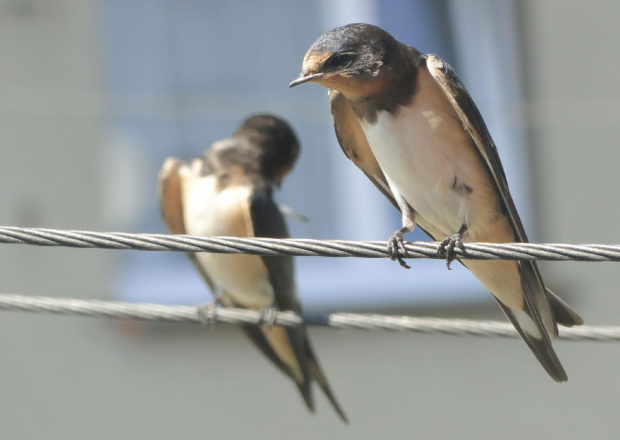 Jaskółka dymówka - Hirundo rustica . Data : 18.08.2011. Miejscowość : Piaski Wielkopolskie