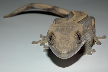 #CrestedGecko #GekonOrzęsiony #hatchling #RhacodactylusCiliatus